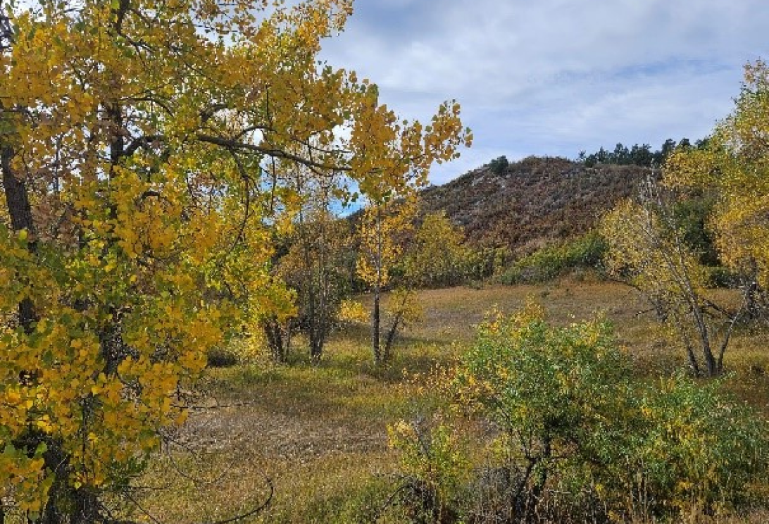trees